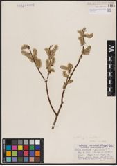 Foto von Salix candida Flüggé ex Willd.